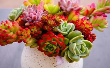写植物的作文450字5篇