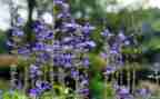 养植物作文300字8篇