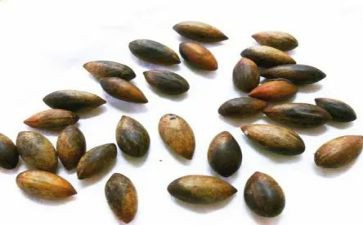 小种子教学反思7篇